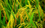 نخستین خوشه‌های طلایی برنج در گیلان به بار نشست