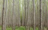 کاشت ۳۲ میلیون درخت در گیلان