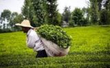 رئیس سازمان چای کشور: ۹۹ درصد برگ سبز چای خریداری شده درجه یک است