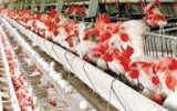 رئیس هیات مدیره انجمن صنفی مرغداران گیلان: کمبود مرغ امروزه ناشی از عدم توجه عملی به بنیه و توان تولیدکنندگان است