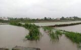 ۲۲۰ سردهنه کشاورزی تخریب شده بر اثر سیلاب اخیر گیلان در حال بازسازی است