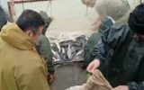 بیش از ۱۷ هزار قطعه ماهی مولد در بندرکیاشهر جمع آوری شد