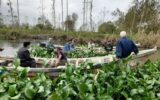 رئیس حفاظت محیط زیست رودسر:پاکسازی 9 کیلومتر ساحل از گیاه مهاجم سنبل آبی