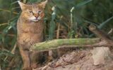 نجات و رهاسازی گربه جنگلی «پیچاشال» از تله سیمی در فومن