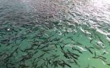 تولید بیش از ۱۶۰میلیون قطعه بچه ماهی در گیلان