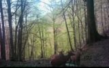 ثبت تصاویری از گله بزرگ‌ترین گونه گوزن جنگل‌های هیرکانی