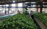 کارخانجات با دلگرمی،برگ سبز چای را خریداری کنند