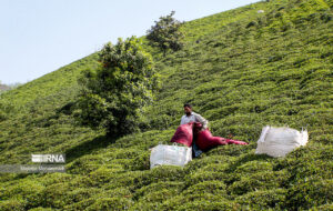 خریداری برگ سبز چای تولیدی کشور توسط 150 کارخانه