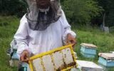 پرورش زنبور عسل یکی از راه‌های مطمئن کسب درآمد