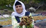 برداشت فندق از باغ‌های کوهستانی گیلان