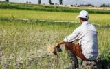 تأمین ۴۸ هزار تُن نهاده‌های کشاورزی در گیلان