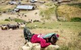 عشایر محروم‌ترین قشر تولیدکننده محسوب می‌شوند