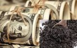 تمام تلاش در خصوص واردات چای منوط به خرید چای داخلی است