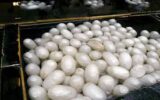 رتبه نخست گیلان در تولید پیله‌‌ تر کرم ابریشم