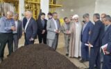 فعالیت کارخانه چای چهارده معصوم املش با حمایت‌ دستگاه قضایی