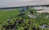 سنبل آبی برای اکوسیستم تالاب انزلی تهدید است