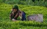 آغاز چین دوم برگ سبز چای