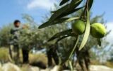 بکارگیری اتباع بیگانه در باغات زیتون ممنوع است