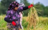برداشت ۶۶ هزار هکتار از شالیزارهای گیلان
