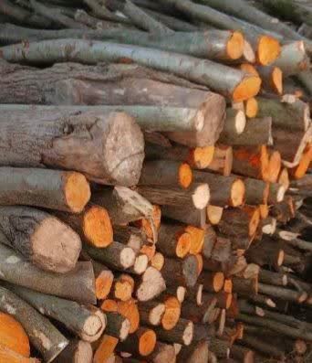 کشف بیش از ۱۶ مترمکعب چوب آلات قاچاق