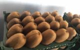 ضرورت بهره‌گیری از فناوری‌های نوین در زنجیره نگهداری و صادرات
