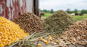 افزایش پنج‌برابری تولید در ۵۰ سال گذشته