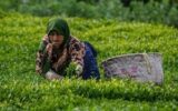 افزایش قیمت خرید تضمینی برگ سبز چای