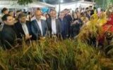 دومین جشنواره «شکرانه برنج» در بندرکیاشهر